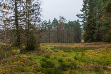Forest in Kashubia.A cloudy, cool day. Poland.