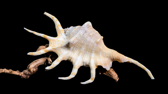 Lambis Spider Conch on driftwood Black Background