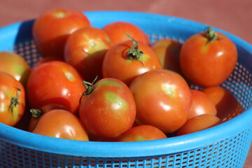 Fresh Tomatoes in a Blue Plastic Basket