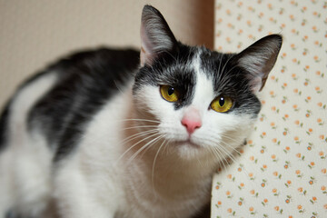 Porträt einer schwarz-weißen Hauskatze