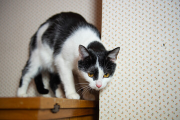 Schwarz-weiße Europäisch Kurzhaar Katze