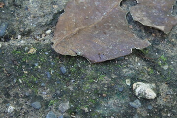 Dried Leaves and The Reborn Of Moss