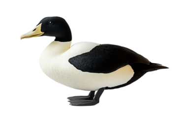 Elegant Eider Duck on Transparent Background