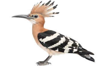Vibrant Eurasian Hoopoe with Distinctive Crest and Striking Plumage on Transparent Background