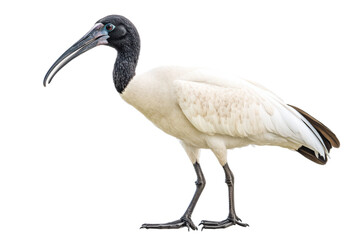 Australian White Ibis Standing Against Transparent Background in Studio Setting