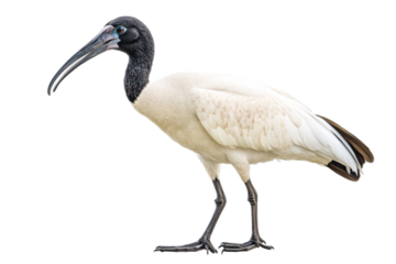 Australian White Ibis Standing Against Transparent Background in Studio Setting