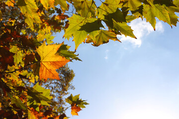 Background wallpaper of autumn leaf