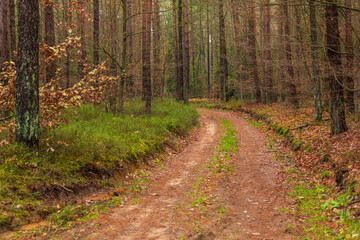 Forest path in autumn colors in the Kashubian, Poland