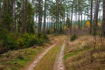 Forest path in autumn colors in the Kashubian, Poland