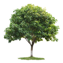 Fototapeta premium A tree with a canopy of leaves that create a natural umbrella, providing shade and shelter.