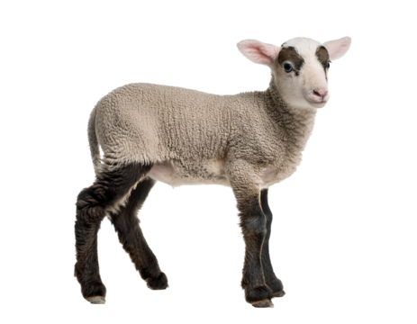 lamb isolated on white or transparency
