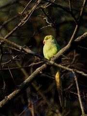 collared parakeet