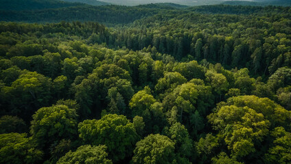 Aerial view of a lush forest landscape.