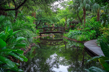 Wooden bridge over calm water surrounded by lush tropical greenery and vibrant jungle foliage