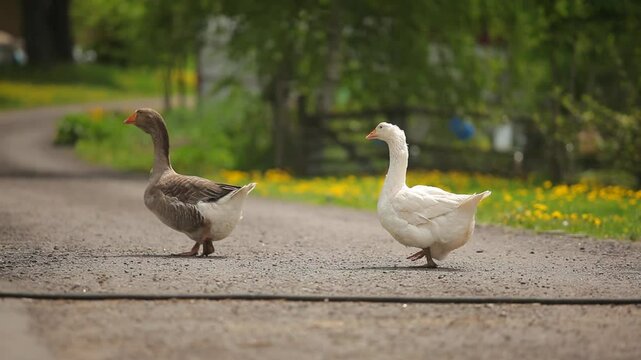 Two geese are walking around the farm yard