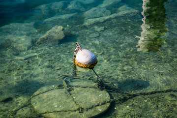 A white object is floating in the water