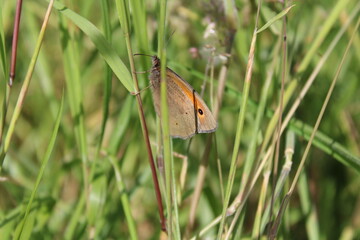 Schmetterling Kleines Wiesenvögelchen © Paulina