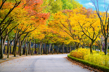 beautifully captures a scenic autumn road in seoul grand park, Korea, lined with trees exhibiting...