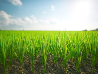 Fototapeta premium Fresh green rice plants growing in sunny field under blue sky. vibrant landscape showcases beauty of agriculture and nature bounty