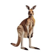 Fototapeta premium kangaroo