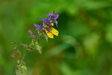 Hain-Wachtelweizen (Melampyrum nemorosum)	