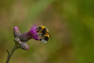 Hellgelbe Erdhummel oder Helle Erdhummel (Bombus lucorum)