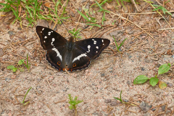 Großer Schillerfalter (Apatura iris) auf dem Waldboden