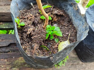 Small chili peppers growing in pots
