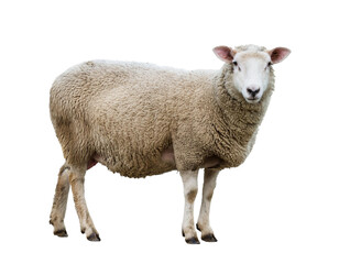 Fototapeta premium sheep isolated on white