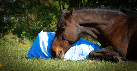 Gniady koń leży na zielonej trawie, odpoczywając wygodnie na poduszce. Relaksująca i nietypowa scena ukazująca zwierzę w spokojnej, sielskiej atmosferze. Zdjęcie idealne do materiałów związanych z nat © Anna