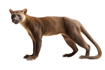 Fossa Standing on Transparent Background Showcasing Unique Features and Sleek Body