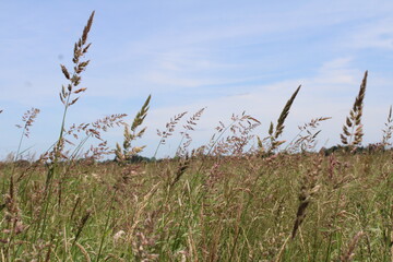 Obraz premium Sommerwiese