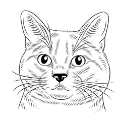 illustration of a cat