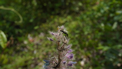 Black ant on the Uraria Crinita flower Wild Plant Purple
