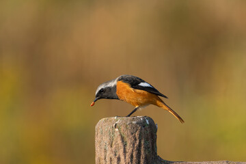 Male Daurian Redstart perching on the artificial tree branch railing