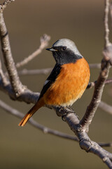 Male Daurian Redstart perching on the tree branch