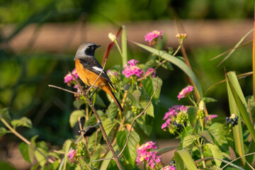 Male Daurian Redstart perching on the tree branch