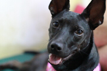 This is my dog. She is a Taiwanese breed and maybe a bit mixed. But she is like the queen of the world. A very lucky dog taken from a very poor situation and given a wonderful life. 