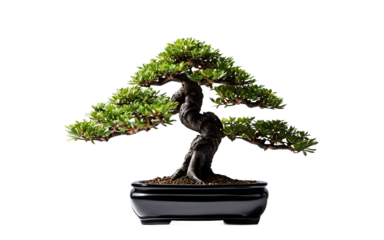 A small artificial bonsai tree in a black ceramic pot on a empty plain background