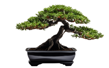 A small artificial bonsai tree in a black ceramic pot on a empty plain background