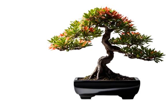 A small artificial bonsai tree in a black ceramic pot on a empty plain background