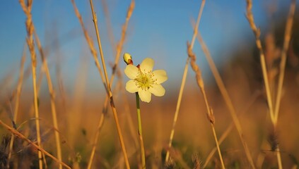 Fototapeta premium Small Wonders of the Meadow