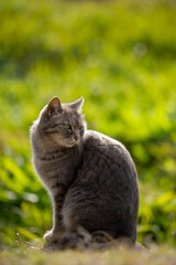 自然公園で背景が緑一色で綺麗な振り向いてるサバトラ柄の野良猫の横顔
