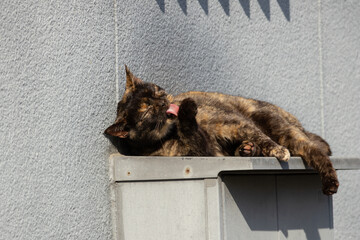 日の当たる家の横で気持ちよさそうに寝て舌を出して毛繕いしてるサビ猫柄の野良猫