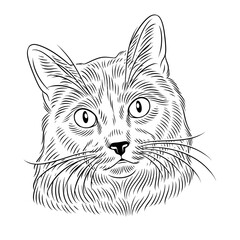 vector illustration of cartoon cat