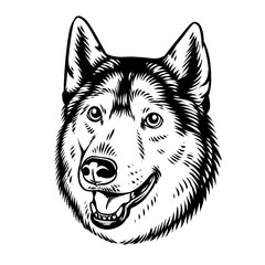 husky dog portrait
