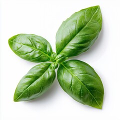 Fototapeta premium Fresh Basil Leaves On White Background