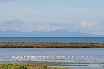 Flamingos close to Potideas on the Chalkidiki Peninsula in Central Macedonia in Greece in December