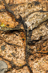 Closeup of a rock with lichens as a background - Aspicilia caesiocinerea and Candelariella vitellina
