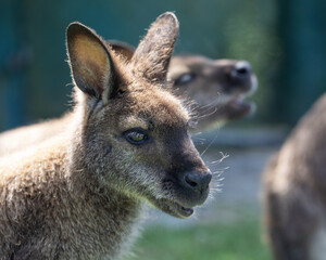 Cute fluffy wallaby in the park. Marsupial mammals. Australia